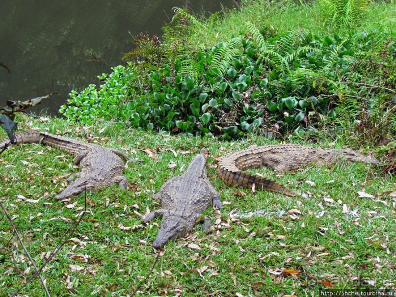 "Заглянуть в глаза крокодилам" в частном парке "Vakona"