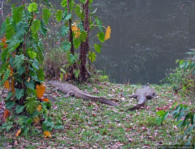 "Заглянуть в глаза крокодилам" в частном парке "Vakona"