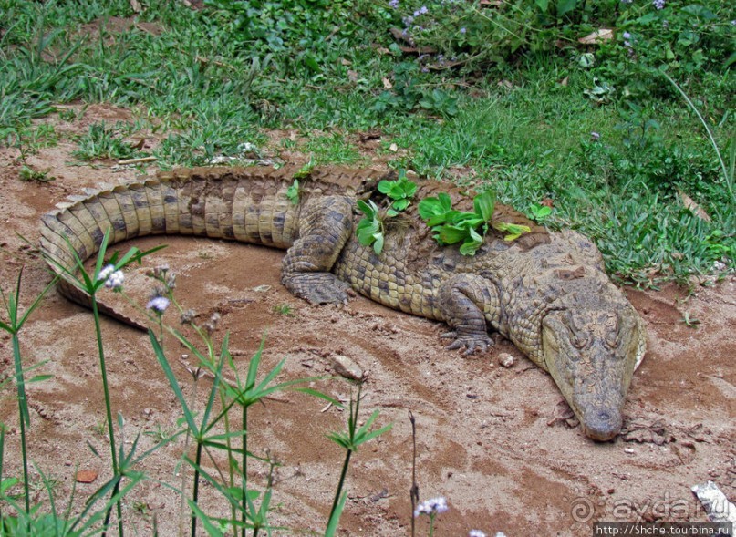 "Заглянуть в глаза крокодилам" в частном парке "Vakona"