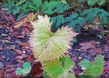 По нетопаным тропам протопали... Район Майорштюн в Осло