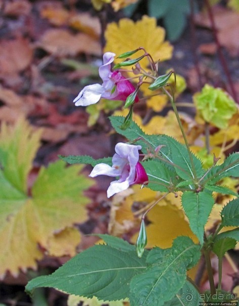 По нетопаным тропам протопали... Район Майорштюн в Осло