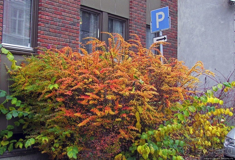 По нетопаным тропам протопали... Район Майорштюн в Осло