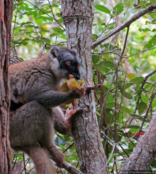 Лемуры, идущие на наш призыв... и кусочек банана