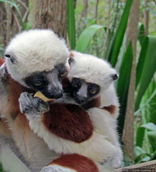 Лемуры, идущие на наш призыв... и кусочек банана