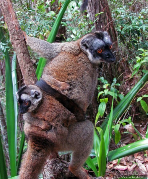 Лемуры, идущие на наш призыв... и кусочек банана