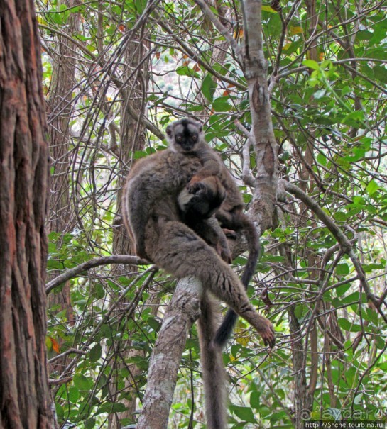 Лемуры, идущие на наш призыв... и кусочек банана