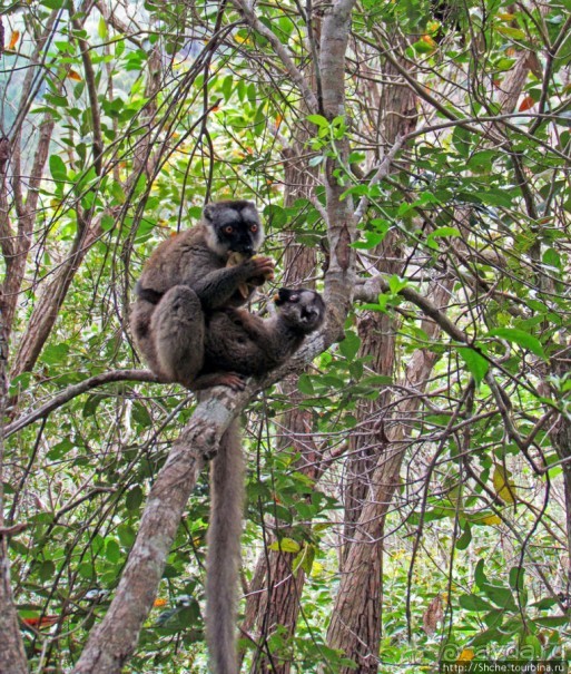 Лемуры, идущие на наш призыв... и кусочек банана