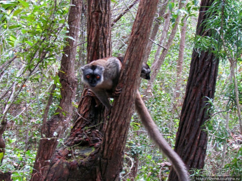 Лемуры, идущие на наш призыв... и кусочек банана