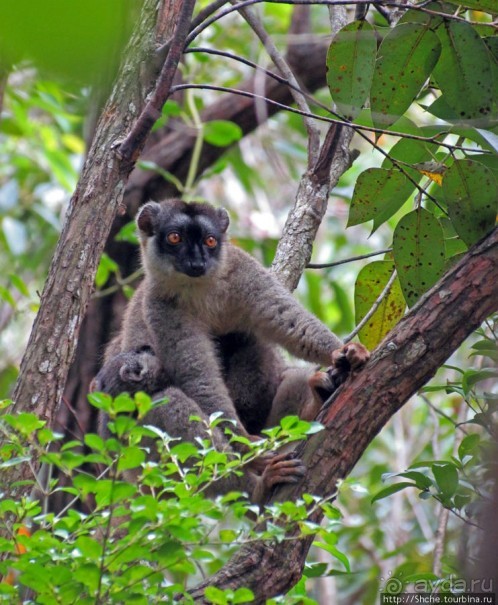 Лемуры, идущие на наш призыв... и кусочек банана