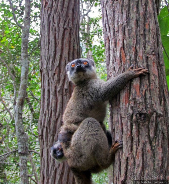 Лемуры, идущие на наш призыв... и кусочек банана