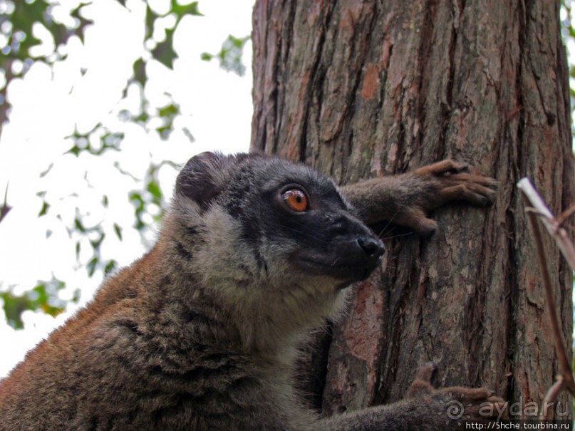 Лемуры, идущие на наш призыв... и кусочек банана