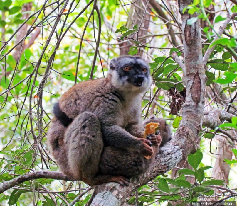Лемуры, идущие на наш призыв... и кусочек банана