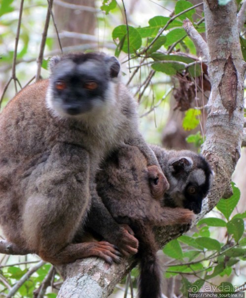 Лемуры, идущие на наш призыв... и кусочек банана