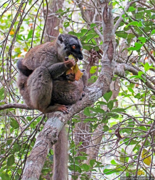 Лемуры, идущие на наш призыв... и кусочек банана