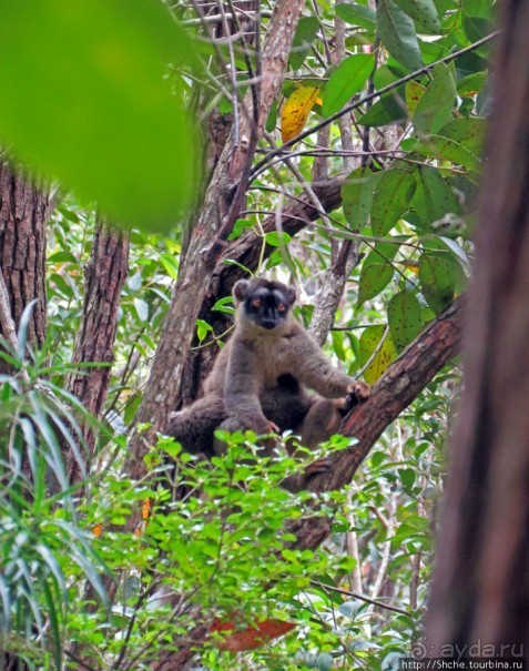 Лемуры, идущие на наш призыв... и кусочек банана