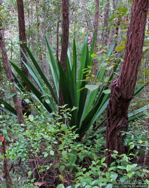 Лемуры, идущие на наш призыв... и кусочек банана