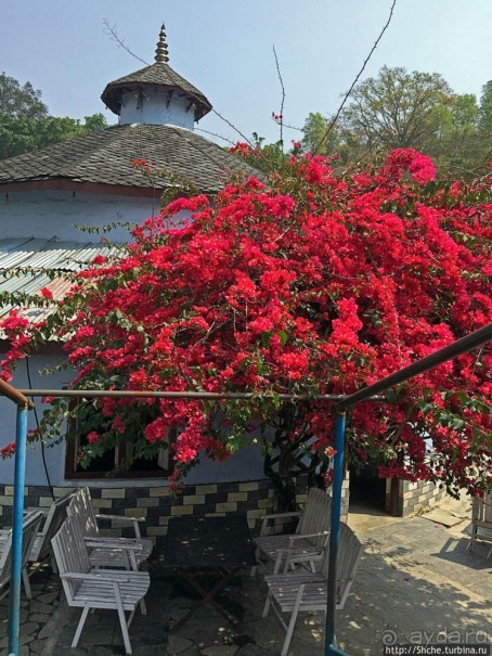 Не знакомы с непальской кухней? Смело заказываем мо-мо