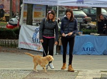 Был в Бергамо, спросил собак о Труфальдино — не знают