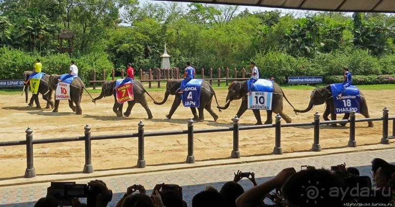 Шоу слонов в зоопарке Сампрана