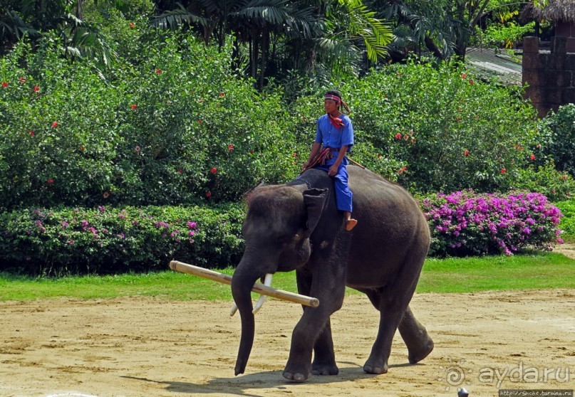 Шоу слонов в зоопарке Сампрана