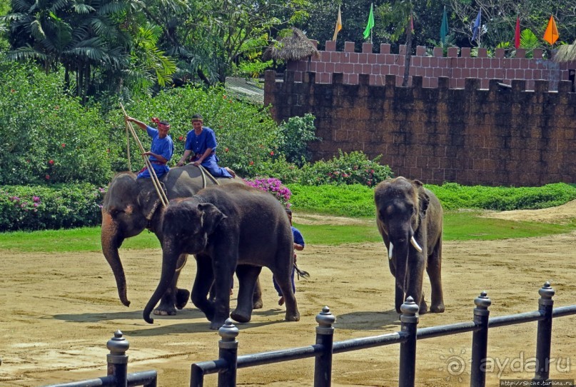 Шоу слонов в зоопарке Сампрана