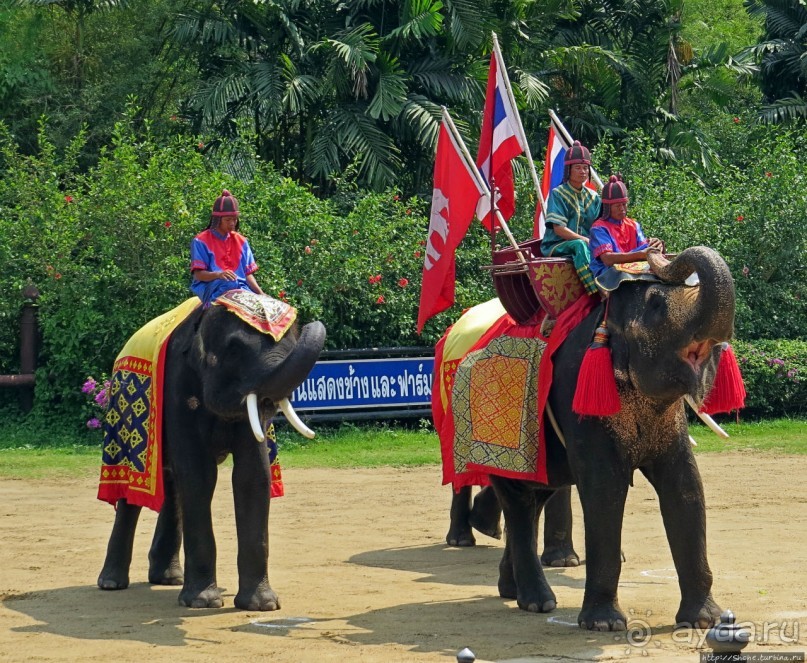 Шоу слонов в зоопарке Сампрана