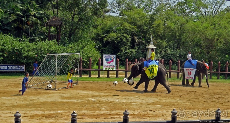 Шоу слонов в зоопарке Сампрана