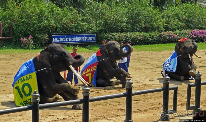 Шоу слонов в зоопарке Сампрана