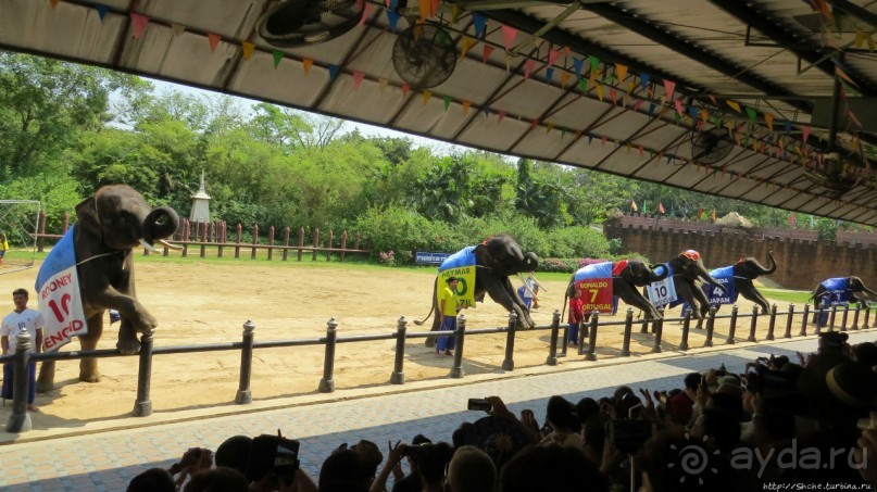 Шоу слонов в зоопарке Сампрана