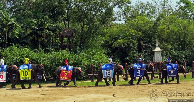 Шоу слонов в зоопарке Сампрана