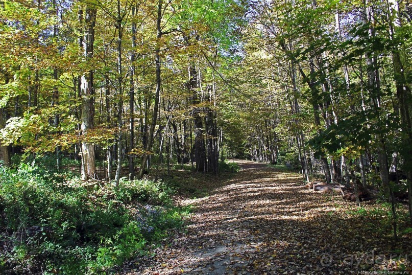 В гостях у Радуги. Проулка по мемориальному лесу Хопкинса