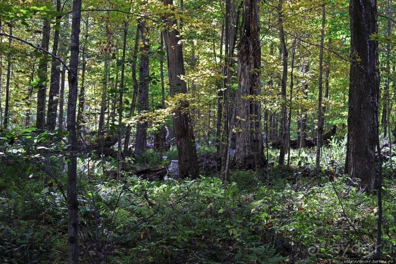 В гостях у Радуги. Проулка по мемориальному лесу Хопкинса
