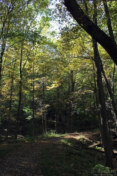 В гостях у Радуги. Проулка по мемориальному лесу Хопкинса