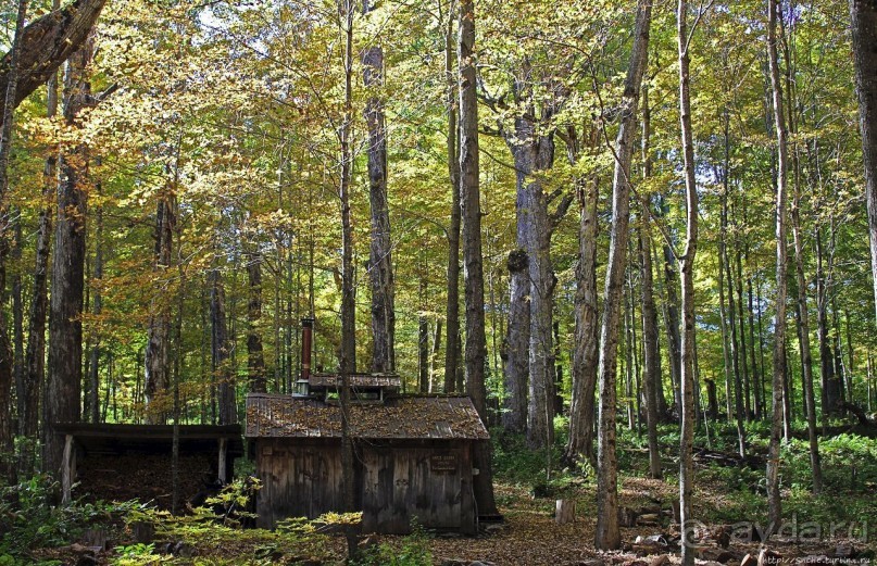 В гостях у Радуги. Проулка по мемориальному лесу Хопкинса