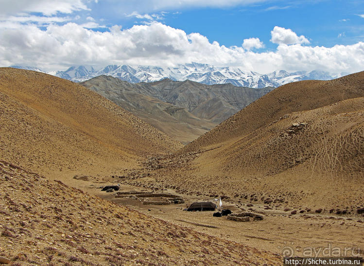 Альбом отзыва "Королевство Ло, Запретное королевство Мустанг — что и как"