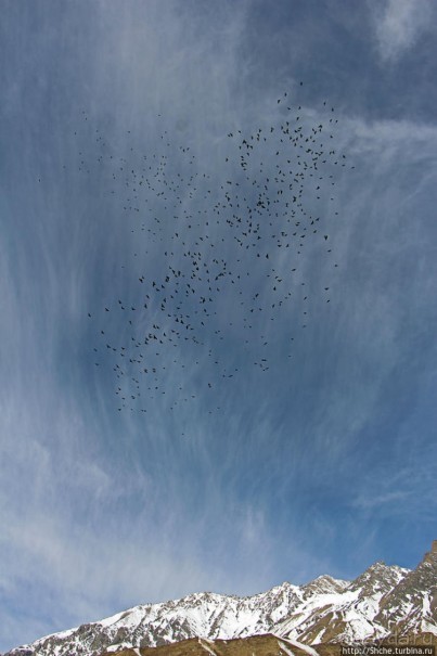 Альбом отзыва "Королевство Ло, Запретное королевство Мустанг — что и как"