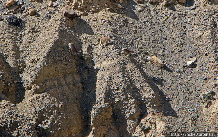 Альбом отзыва "Королевство Ло, Запретное королевство Мустанг — что и как"