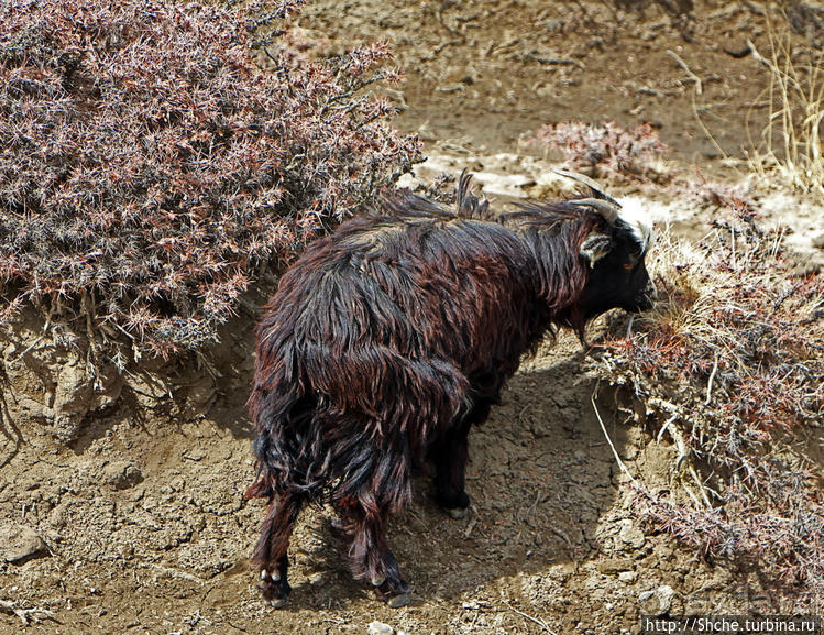 Альбом отзыва "Королевство Ло, Запретное королевство Мустанг — что и как"
