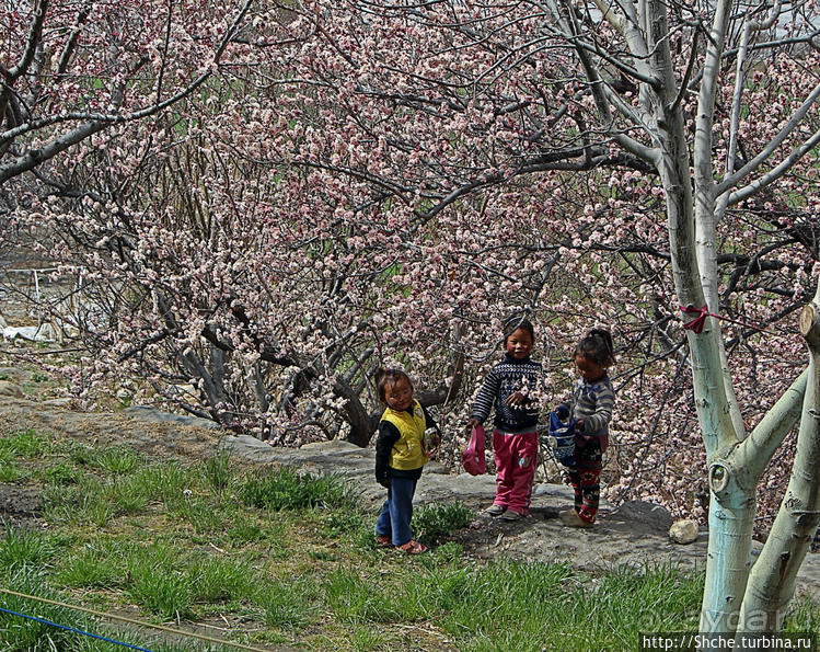 Альбом отзыва "Королевство Ло, Запретное королевство Мустанг — что и как"