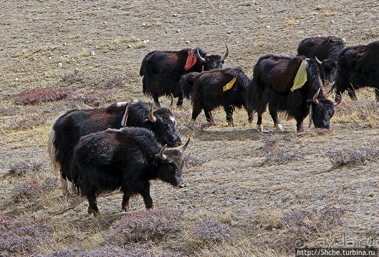 Альбом отзыва "Королевство Ло, Запретное королевство Мустанг — что и как"