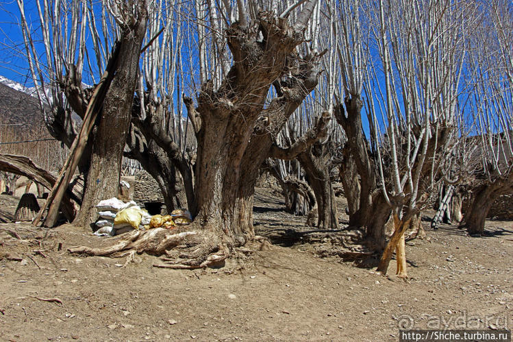 Королевство Ло, Запретное королевство Мустанг — что и как