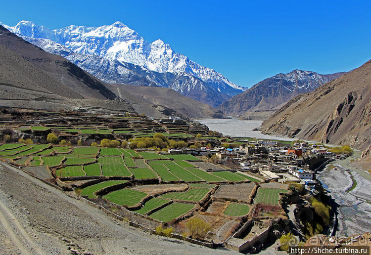 Королевство Ло, Запретное королевство Мустанг — что и как