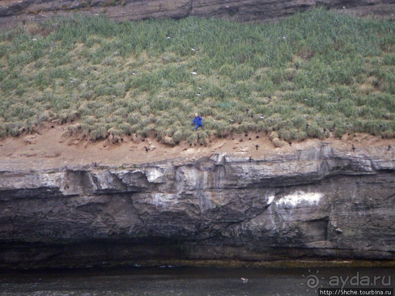 Тупики - паффины (puffin) в бухте Хусавик. Птичек...жалко