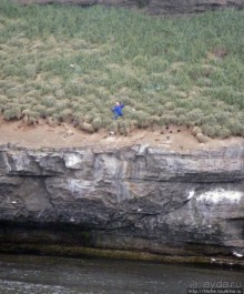 Тупики - паффины (puffin) в бухте Хусавик. Птичек...жалко