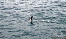 Тупики - паффины (puffin) в бухте Хусавик. Птичек...жалко