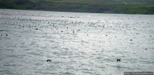 Тупики - паффины (puffin) в бухте Хусавик. Птичек...жалко
