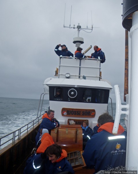 Тупики - паффины (puffin) в бухте Хусавик. Птичек...жалко