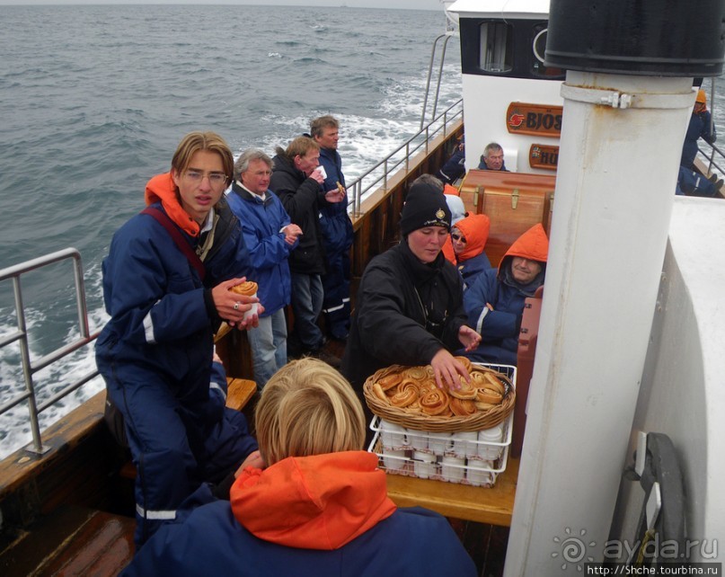 Тупики - паффины (puffin) в бухте Хусавик. Птичек...жалко