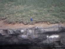 Тупики - паффины (puffin) в бухте Хусавик. Птичек...жалко