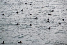 Тупики - паффины (puffin) в бухте Хусавик. Птичек...жалко